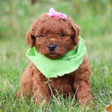 Goldendoodle Puppy Lainey