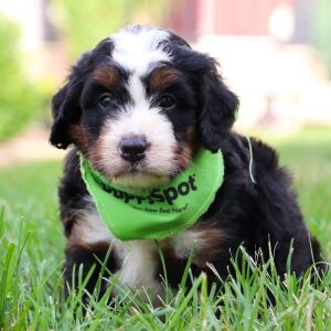Bernedoodle Puppy Tiger