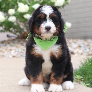 Bernedoodle Puppy Tiger