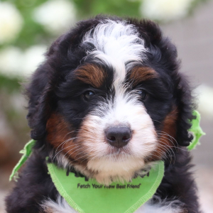 Bernedoodle Puppy Tiger