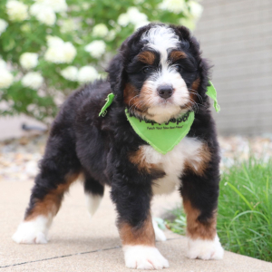 Bernedoodle Puppy Tiger