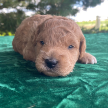 Goldendoodle Puppy Marcus