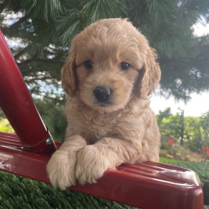 Goldendoodle Puppy Marcus