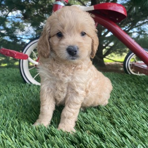 Goldendoodle Puppy Marcus