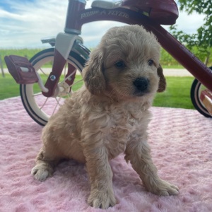 Goldendoodle Puppy Marcus