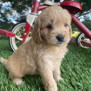 Goldendoodle Puppy Marcus