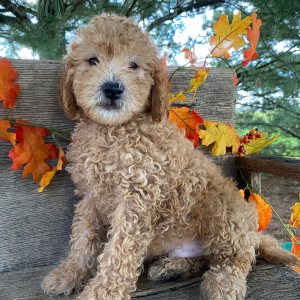 Goldendoodle Puppy Marcus