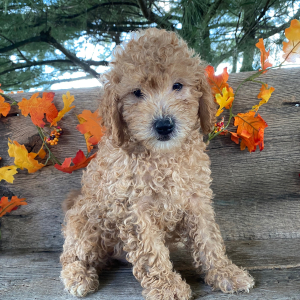 Goldendoodle Puppy Marcus
