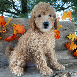 Goldendoodle Puppy Marcus