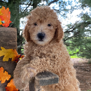 Goldendoodle Puppy Marcus