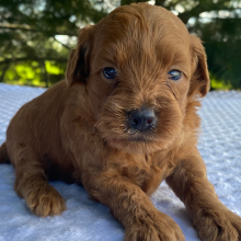 Labradoodle Puppy Kandi