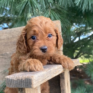 Labradoodle Puppy Kandi
