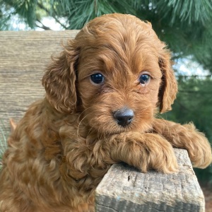 Labradoodle Puppy Kandi