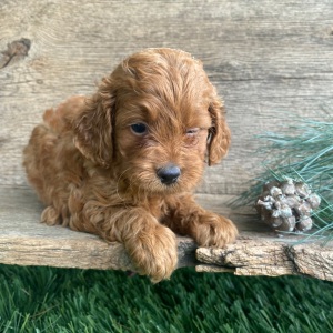 Labradoodle Puppy Kandi
