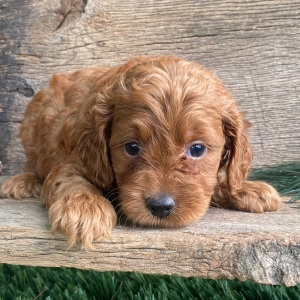 Labradoodle Puppy Kandi