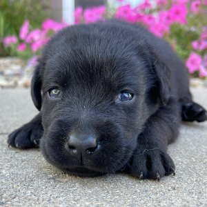 Labrador Retriever Puppy Lars