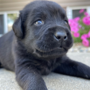 Labrador Retriever Puppy Lars