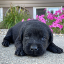 Labrador Retriever Puppy Lars