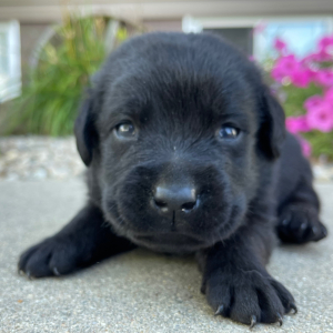 Labrador Retriever Puppy Lars