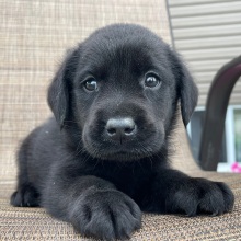 Labrador Retriever Puppy Lars