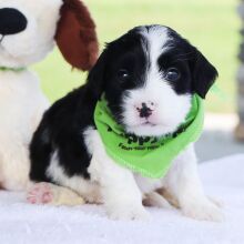 Bernedoodle Puppy Atlas