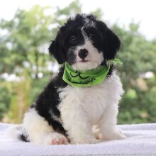 Bernedoodle Puppy Atlas