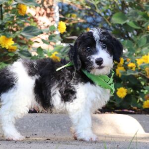 Bernedoodle Puppy Atlas