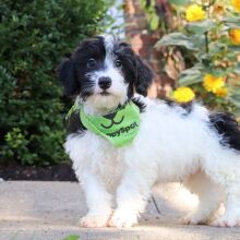 Bernedoodle Puppy Atlas