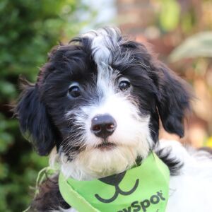 Bernedoodle Puppy Atlas