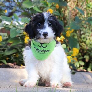 Bernedoodle Puppy Atlas