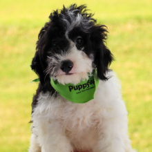 Bernedoodle Puppy Atlas