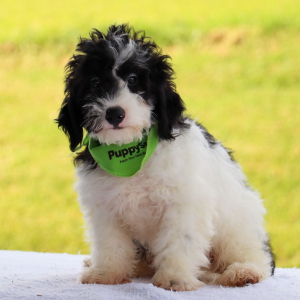 Bernedoodle Puppy Atlas