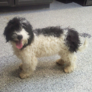Bernedoodle Puppy Atlas
