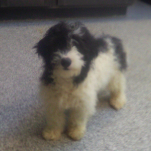 Bernedoodle Puppy Atlas
