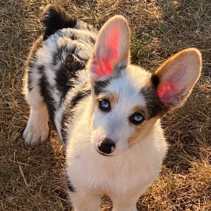 American Corgi Puppy Cinch