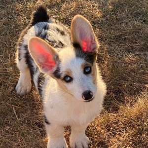American Corgi Puppy Cinch