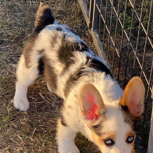 American Corgi Puppy Cinch