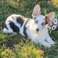 American Corgi Puppy Cinch