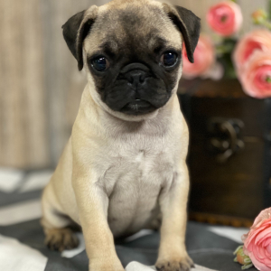 Pug Puppy Lola