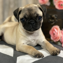 Pug Puppy Lola