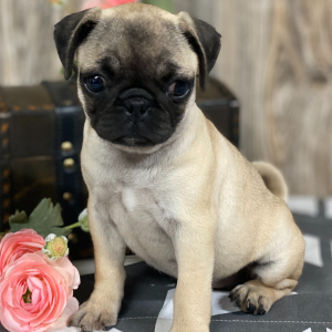 Pug Puppy Lola
