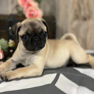 Pug Puppy Lola
