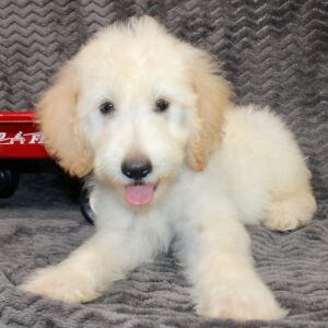 Goldendoodle Puppy Stanley
