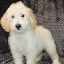 Goldendoodle Puppy Stanley