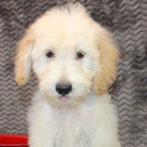 Goldendoodle Puppy Stanley