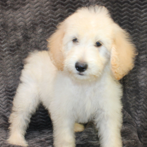 Goldendoodle Puppy Stanley