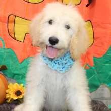Goldendoodle Puppy Stanley