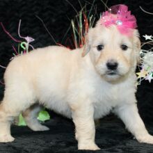 Goldendoodle Puppy Sheena
