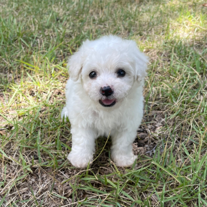 Bichon Frise Puppy Oliver