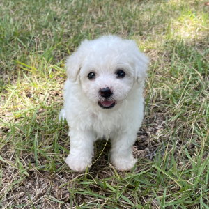 Bichon Frise Puppy Oliver